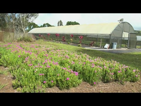 A Flowering of Success in Hawaii