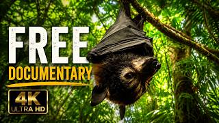 Animals documentary movie | Jungle & Earth's Wildlife | FULL DOCUMENTARY | Free Movie