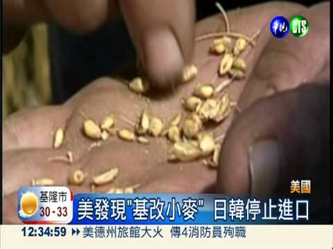 美發現"基改小麥" 日韓停止進口
