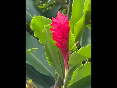 The Simeon´s Farm House