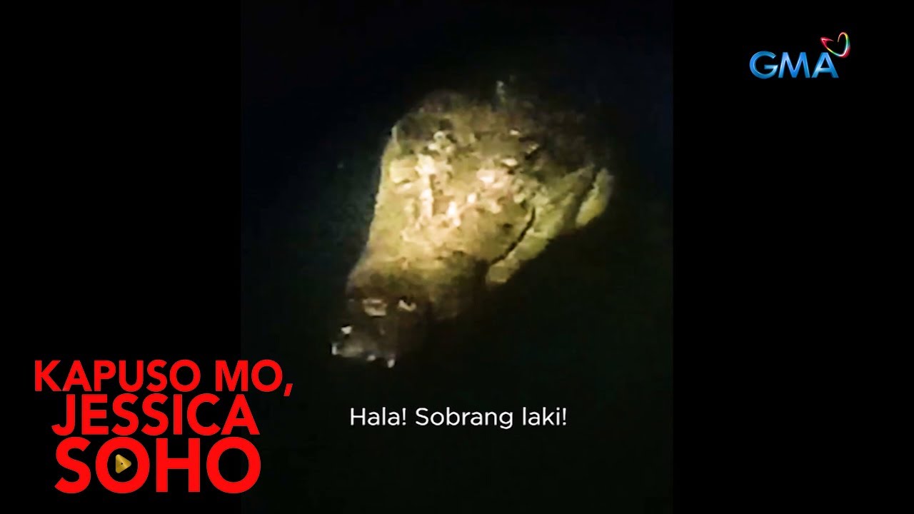 Kapuso Mo, Jessica Soho: HIGANTENG BUWAYA NA MAS MALAKI PA RAW KAY LOLONG, NATAGPUAN SA PALAWAN