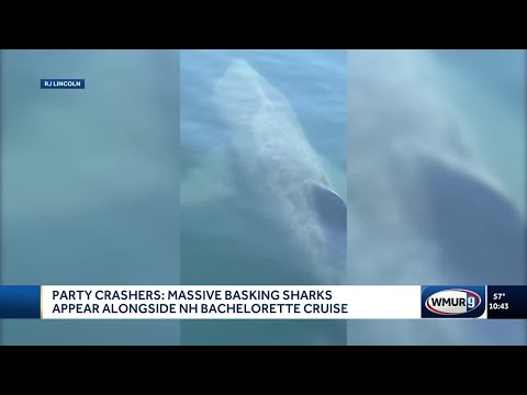 Party crashers: Massive basking sharks appear alongside New Hampshire bachelorette cruise