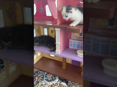 Kittens house