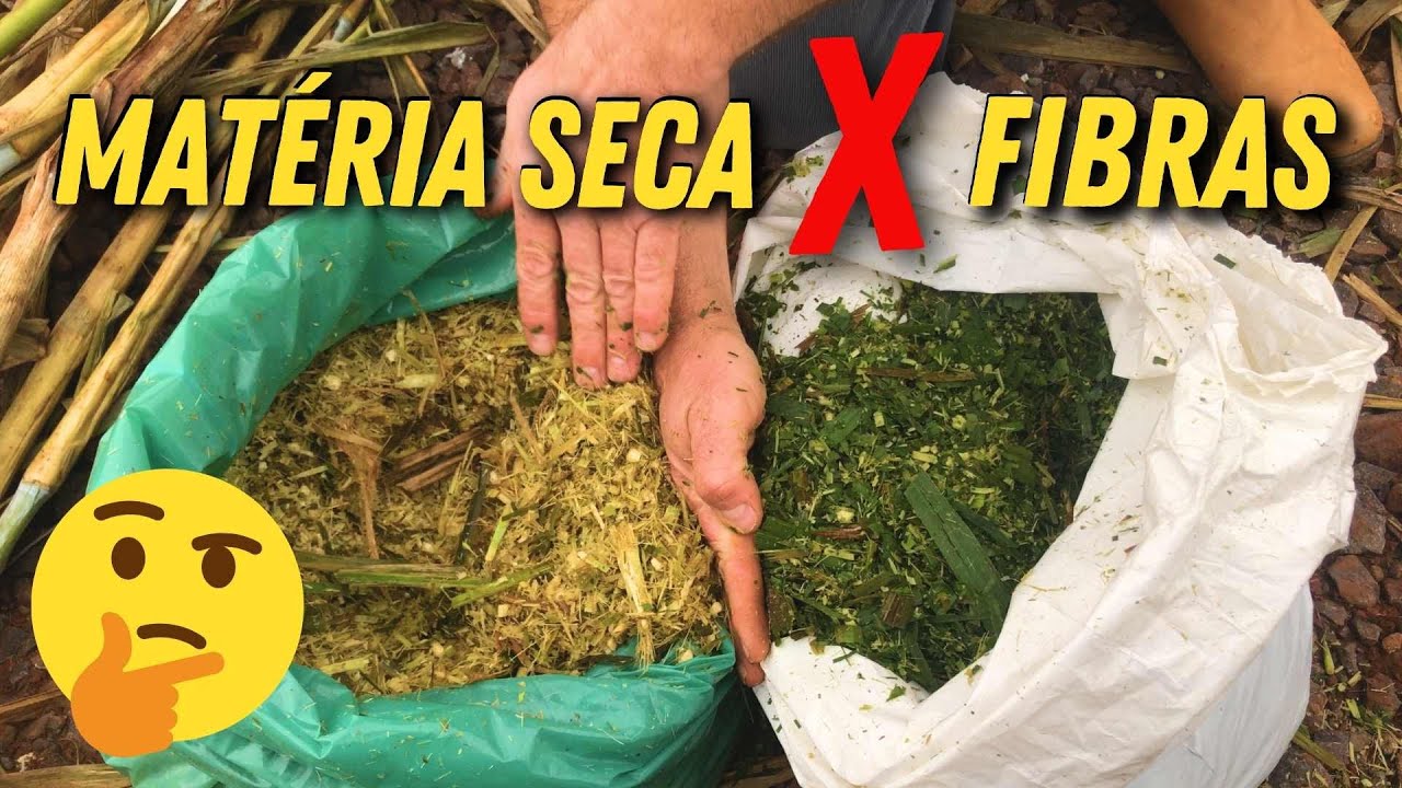 CAPIAÇU seco e o mito sobre as fibras