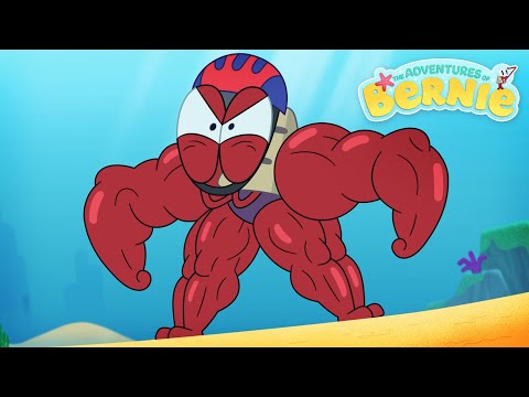 NEW The Adventures of Bernie 💪 BIG SUPER BERNIE 🔥 Zig & Sharko - Cartoons for Kids