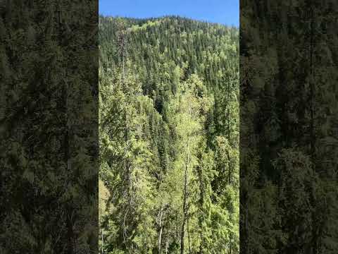 Mountains Carpathians #travel across Western Ukraine.