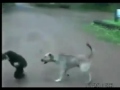 Esse Macaco E O Bicho