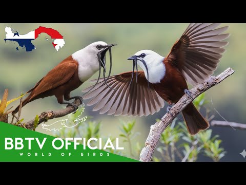 Birds Of Panama | Most Beautiful Birds Found in Panama You've Never Seen | BBTV Official