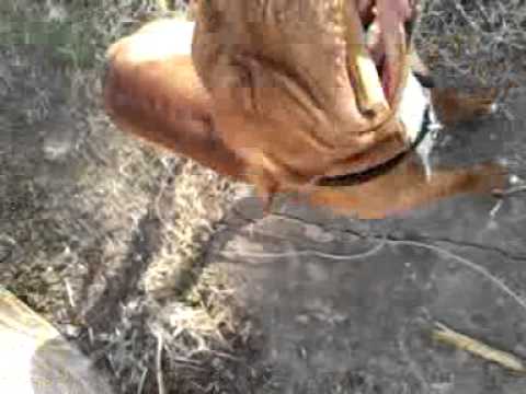 Timdawggz Redboy Ripper