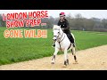 LONDON HORSE SHOW PREP GONE WILD