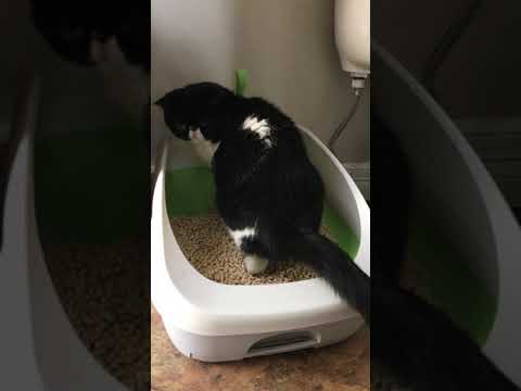 Cat Straining to Pee What it Looks Like
