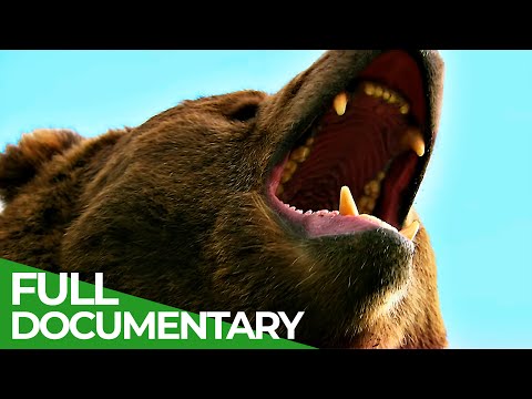 Wildlife Episode 6: Bears