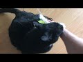 Cat Playing With Ribbon String Whip Lovingly Bites My Arm