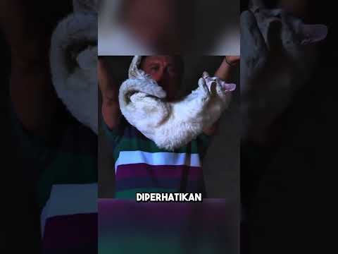 Kenapa Kucing Bisa Membalikkan Tubuh Dengan Sempurna di Udara?