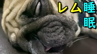 【パグ/Vlog】うちのPugの寝顔はこんな感じ、みなさんはどんな感じでちか?