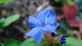 preview picture of video 'Les fleurs bleues de mon jardin'
