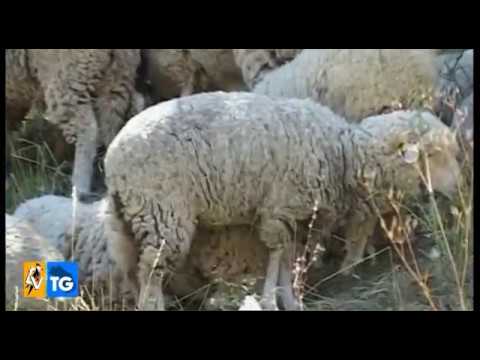 Pecora Sopravvissana, originaria di Visso, da salvare
