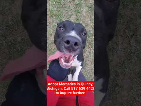 Mercedes--SEE VIDEO--IN TRAINING, an adoptable Black Labrador Retriever & Boxer Mix in Quincy, MI_image-1