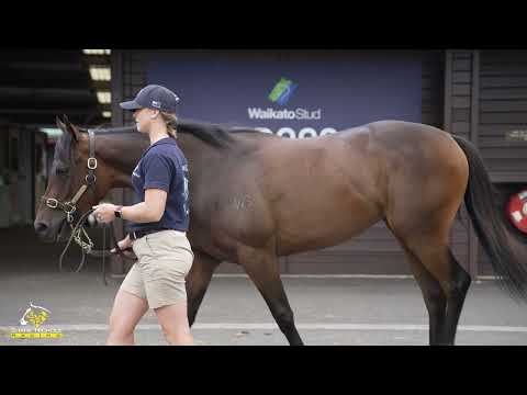 Savabeel x Montoya Star '23 Filly - Shane Nichols Racing