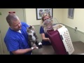 How To Safely Put A Cat Into A Cat Carrier