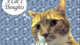 Mylo the Cat brings you all the facts you need to know about SOPA, the Stop Online Piracy Act, and PIPA, that other thing that's riding SOPA's coattails.