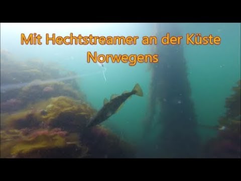 Uferangeln in Norwegen - Unterwasseraufnahmen Pollack auf Hechtstreamer