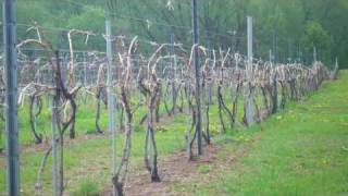 preview picture of video 'Leonard Oakes Estate Winery:  The Vineyards and The Estate'