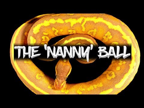 The 'Nanny' Ball Python