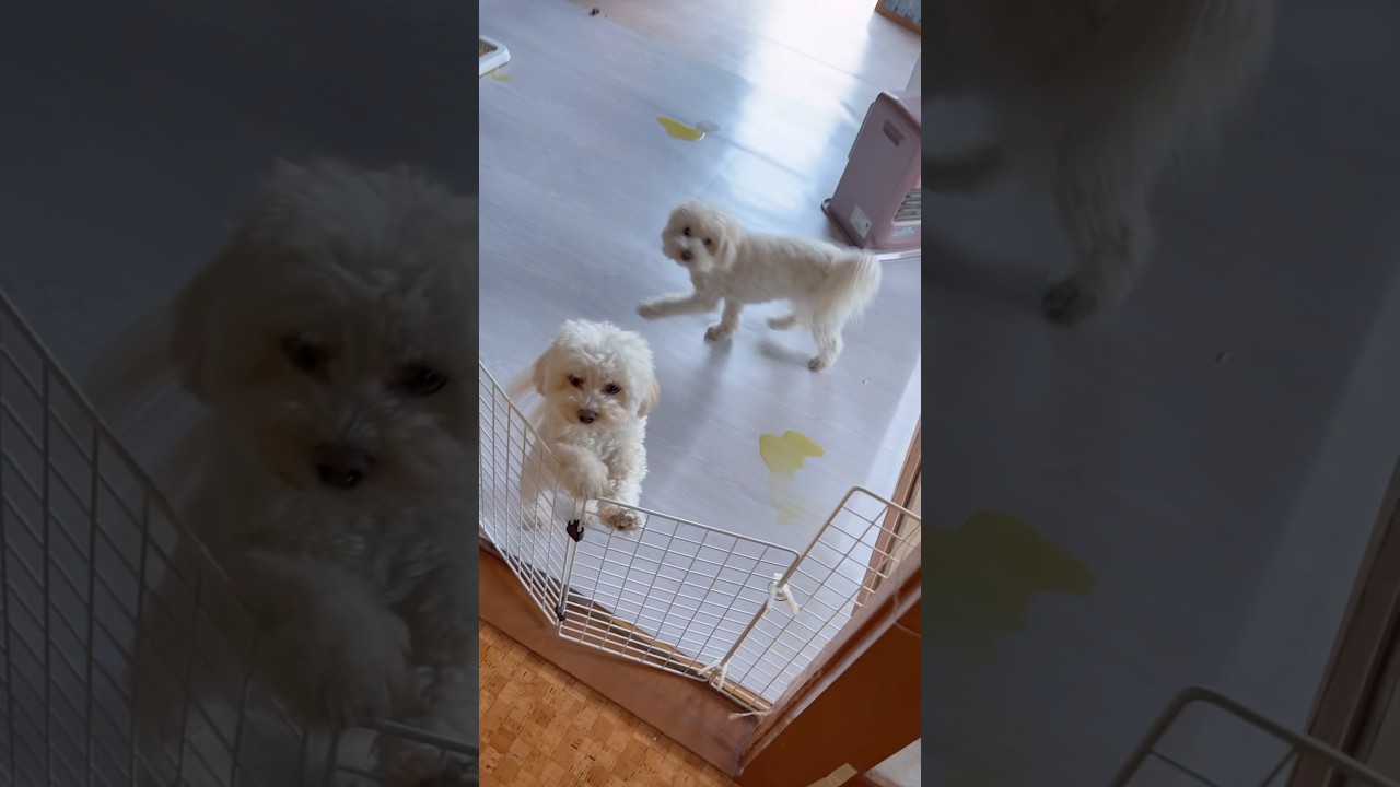 愛犬と中年オヤジのメリーゴーランド #可愛い #犬 #shorts