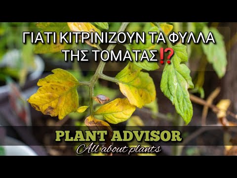 , title : 'Γιατί Κιτρινίζουν τα Φύλλα της Ντομάτας⁉️Οδηγός Διάγνωσης του Προβλήματος - Λύση ‼️Plant Advisor'
