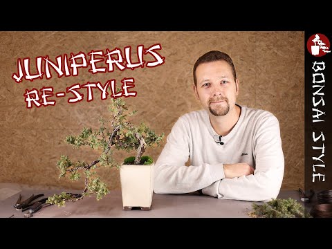 Re-Style vom Logo-Baum | #077 #Speedy Bonsai Style