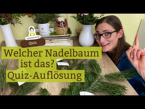 Conifer Quiz Solution: Identify spruce, fir and pine by their needles