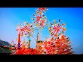 Sanson Ki Mala Violin Cover What S App Video Status