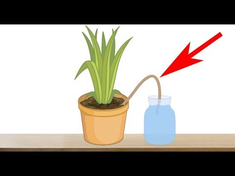 , title : '5 Genius Ways to Water Your Plants When You are Away on Vacation - Indoor Plants Automatic Watering