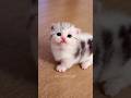 little kitten 😻🐾,🍓