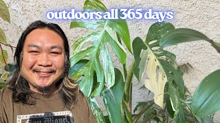 My Houseplant Jungle Tour