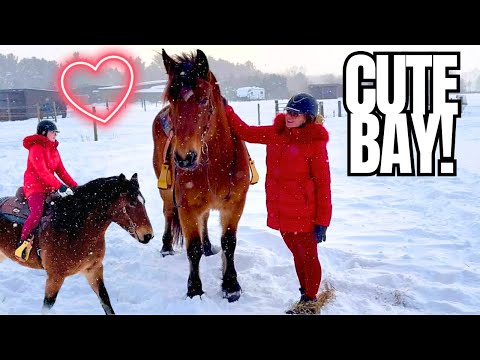 Are We Buying A NEW Horse? This Was Our Decision…