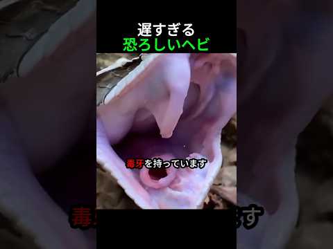 遅いのに恐ろしいヘビ