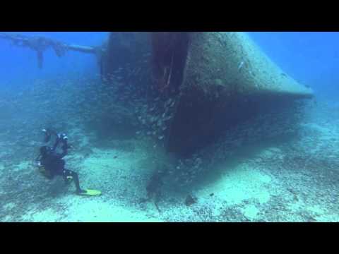 Roncadores en el Pecio del Francés. Baja de Gando. Gran Canaria