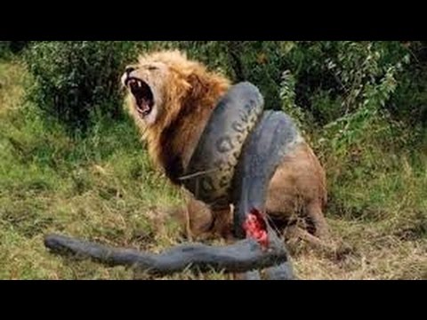 أروع هجمات الصيد البرية طرق مدهشة لصيد الفريسة!  2 Craziest Animal Attacks