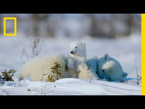 The Life of a Baby Polar Bear full Documentary