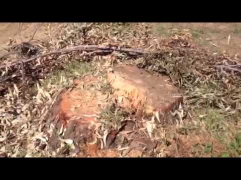 Scempio bosco Bellia 3