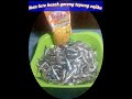 Resep Kuliner Ikan Lure Basah Goreng Bumbu Tepung Sajiku