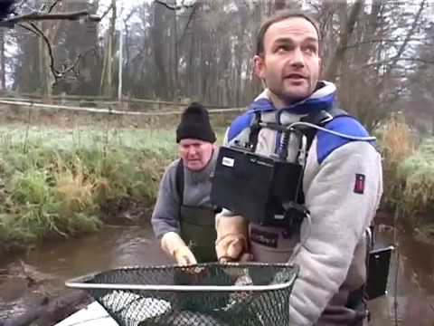 Fridolin der Wanderfisch