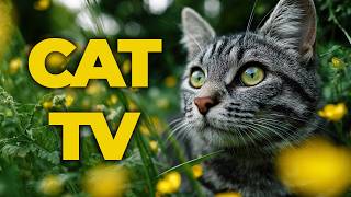 Ultimate Cat TV 🐦 Forest Birds for Cats | Relaxing Music & Nature Scenes to Entertain Your Cat