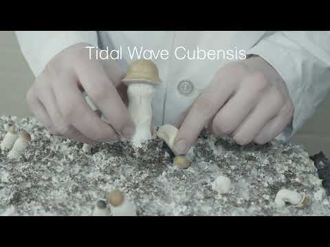 Tidal Wave Mushrooms | The Best New Cubensis Strain? | Strain Overview Ep. 1