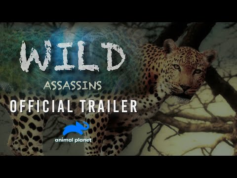New Series | Wild Assassins Premiere | Animal Planet India