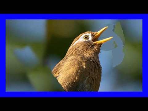 Sojkavec spevavý (Garrulax canorus) — starostlivosť, voliéra a kŕmenie