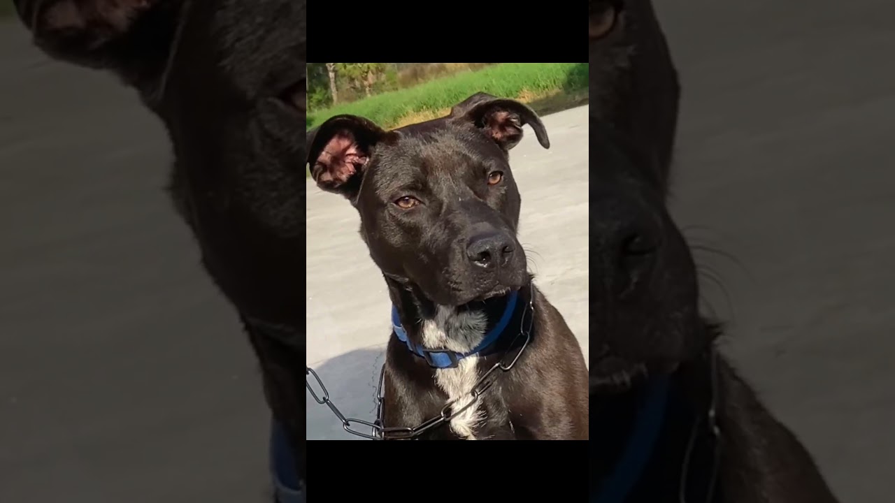 Enlarge ASHER (518), a Adoptable mixed breed in Indiantown, FL video 3/6