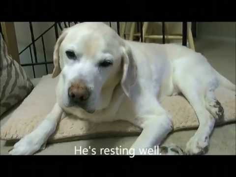YouTube video about: Why is my dog rocking side to side while sitting?